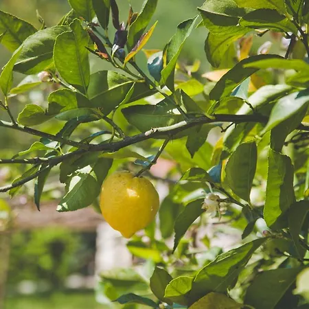 Citarella Casa di campagna *